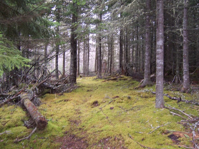 Moss, Spruce, Rain
