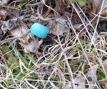 Robin&rsquo;s Egg Blue