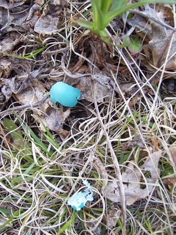 Robin’s Egg Blue