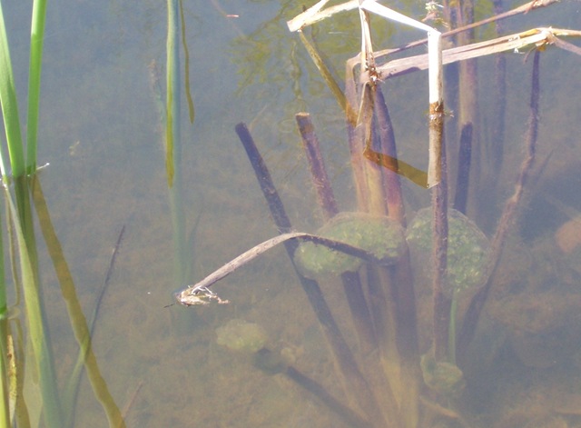 Frogs Eggs