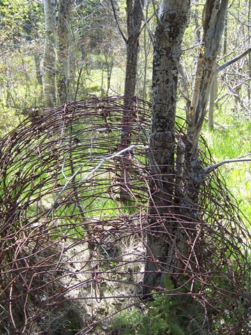 Old Fence