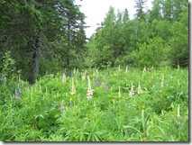 Lupines