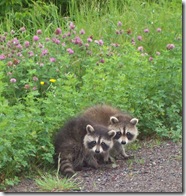 babies cropped