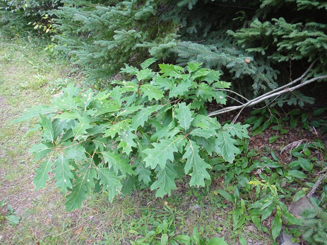 Branch and Tree