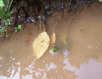 Frog Puddle