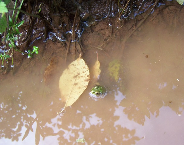 Frog Puddle