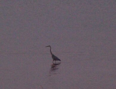 Heron at Dusk