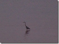 Heron at dusk