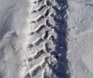 Human Tracks