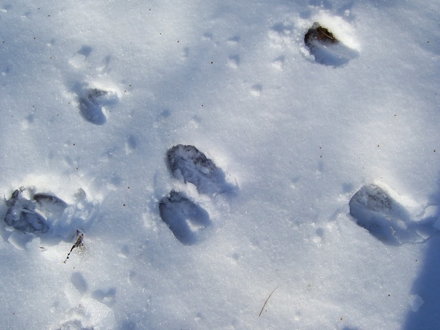 Deer Tracks