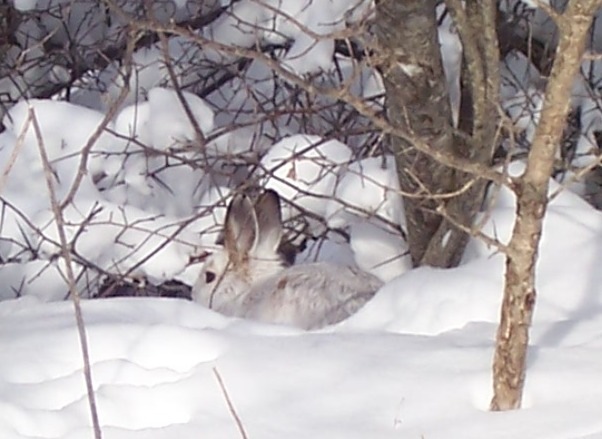 Winter Coat