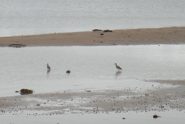 Waders