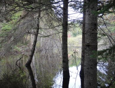 Beavers or Trees