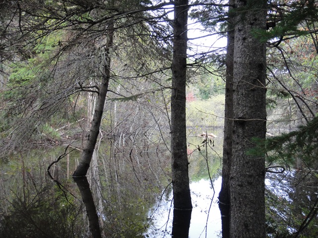 Beavers or Trees