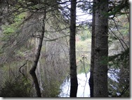 Beaver pond