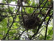 Bird's Nest