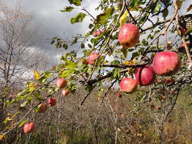 Before the Fall