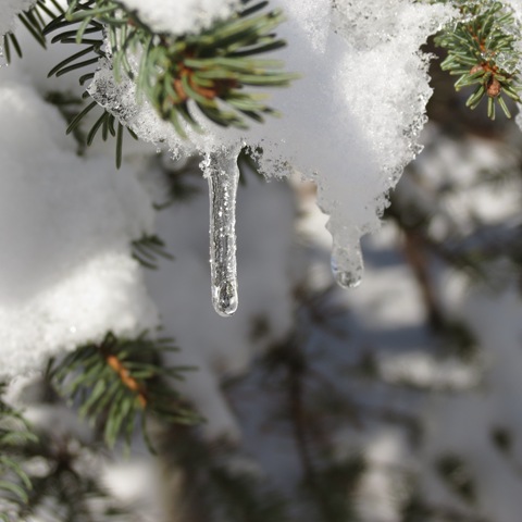 Icicle