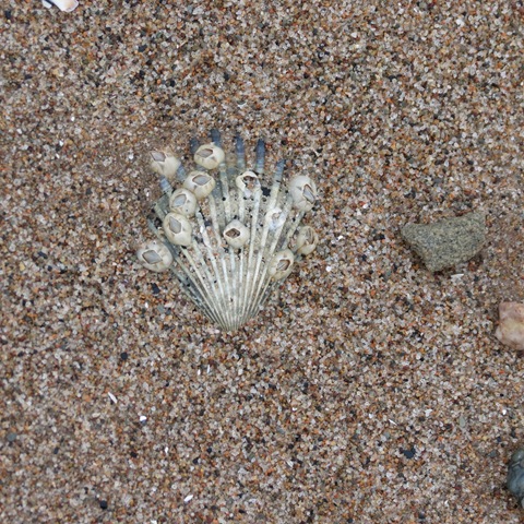 Beach in Winter